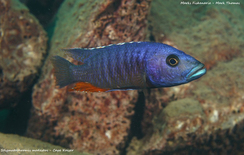 Stigmatochromis modestus 'Cape Kaiser'